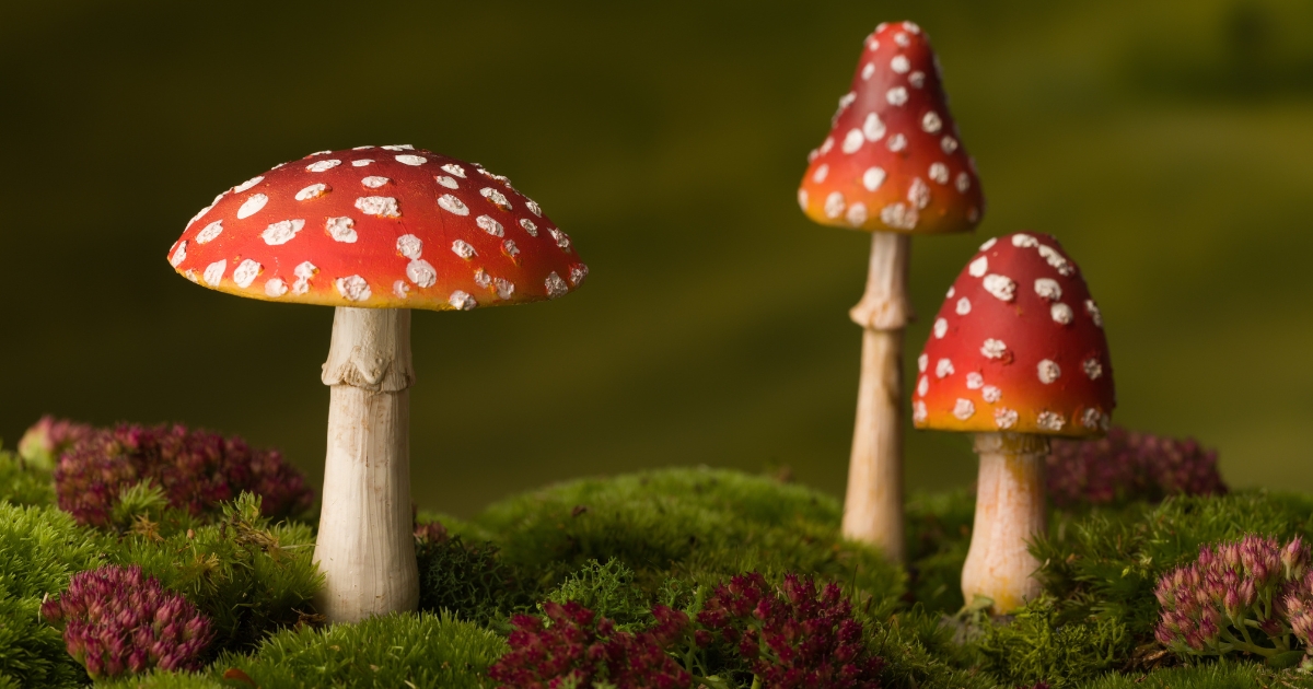 Toxizitätsdaten für das Sicherheitsdatenblatt